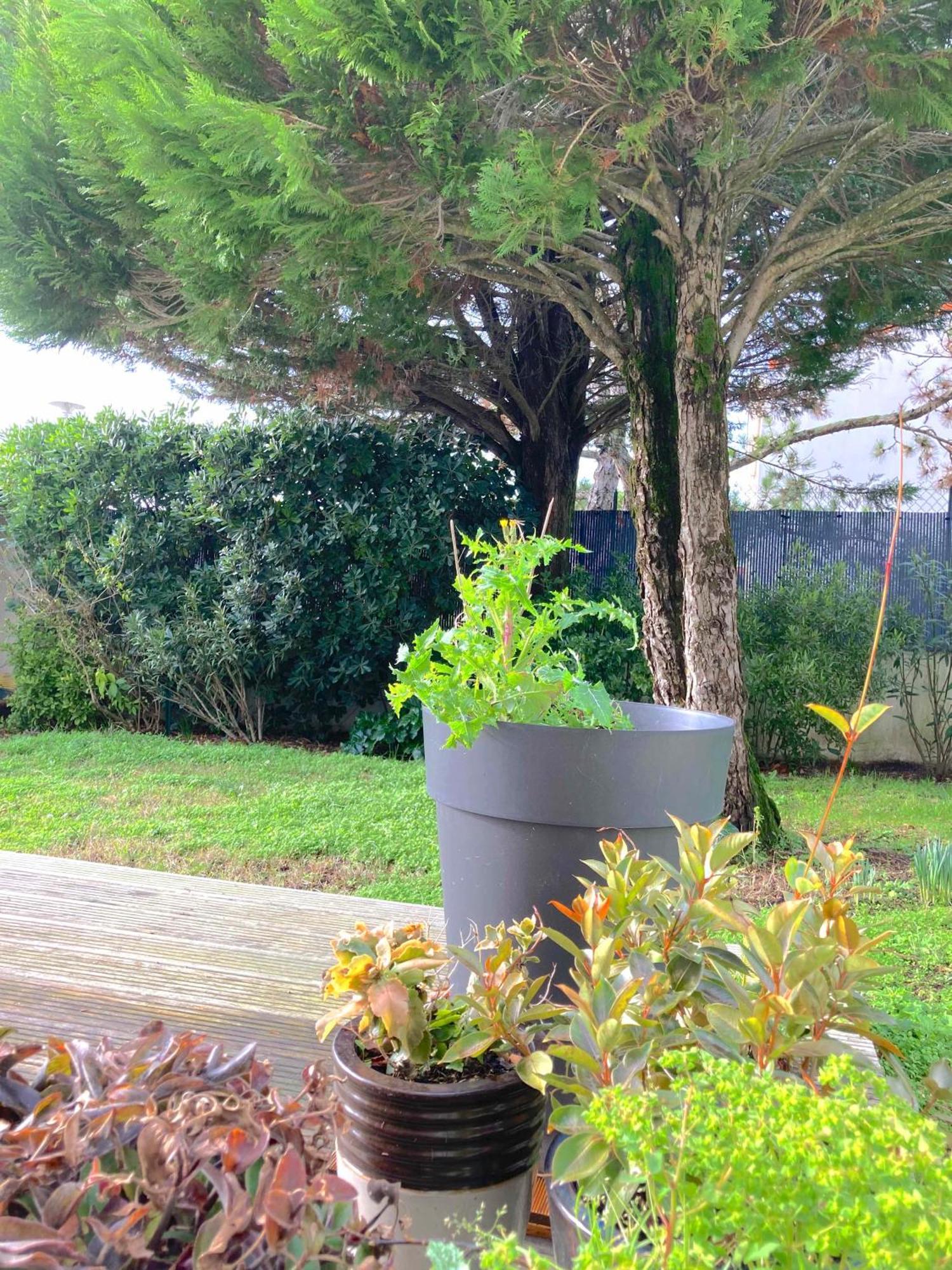 Maison Centre Ville Avec Jardin , Terrasse, Et Garage Velos La Rochelle  Exteriör bild
